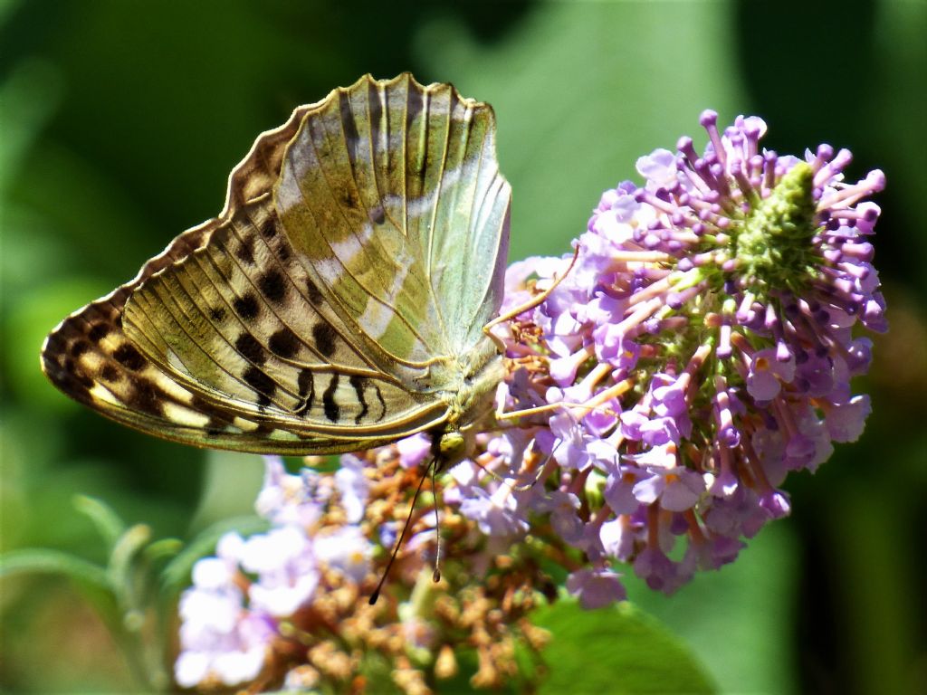 Argynnis paphia